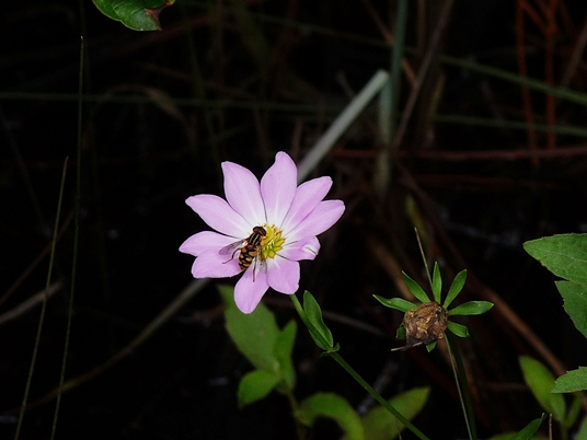 {Sabatia foliosa}